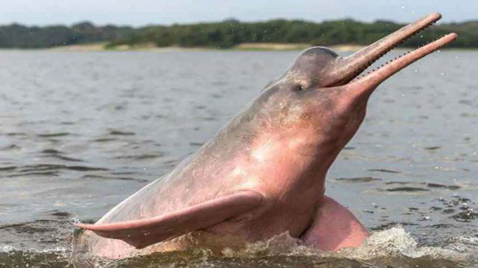 delfin amazonias